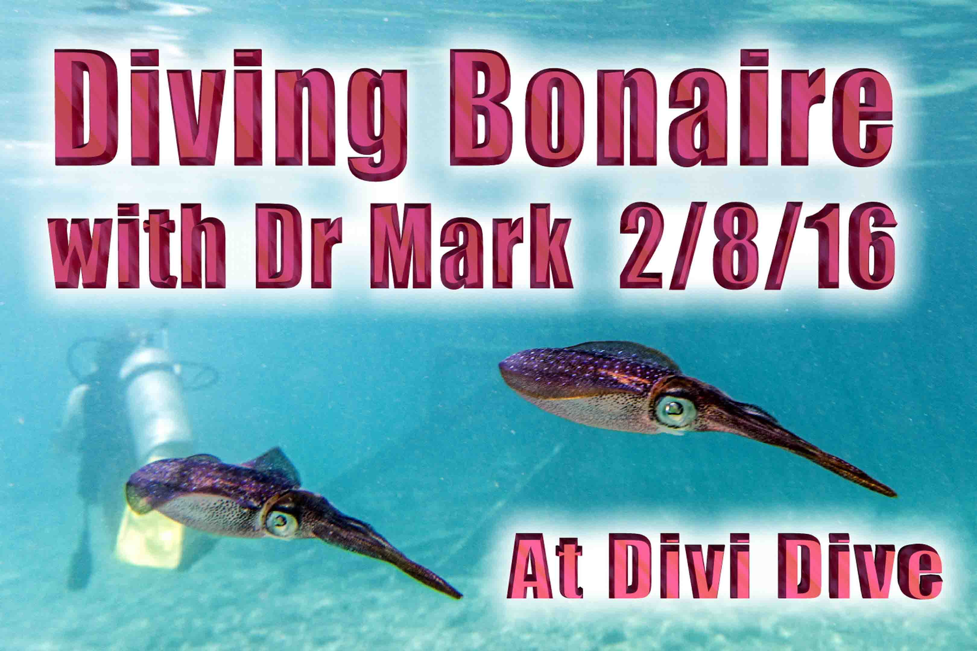 2016 02 08 Bonaire