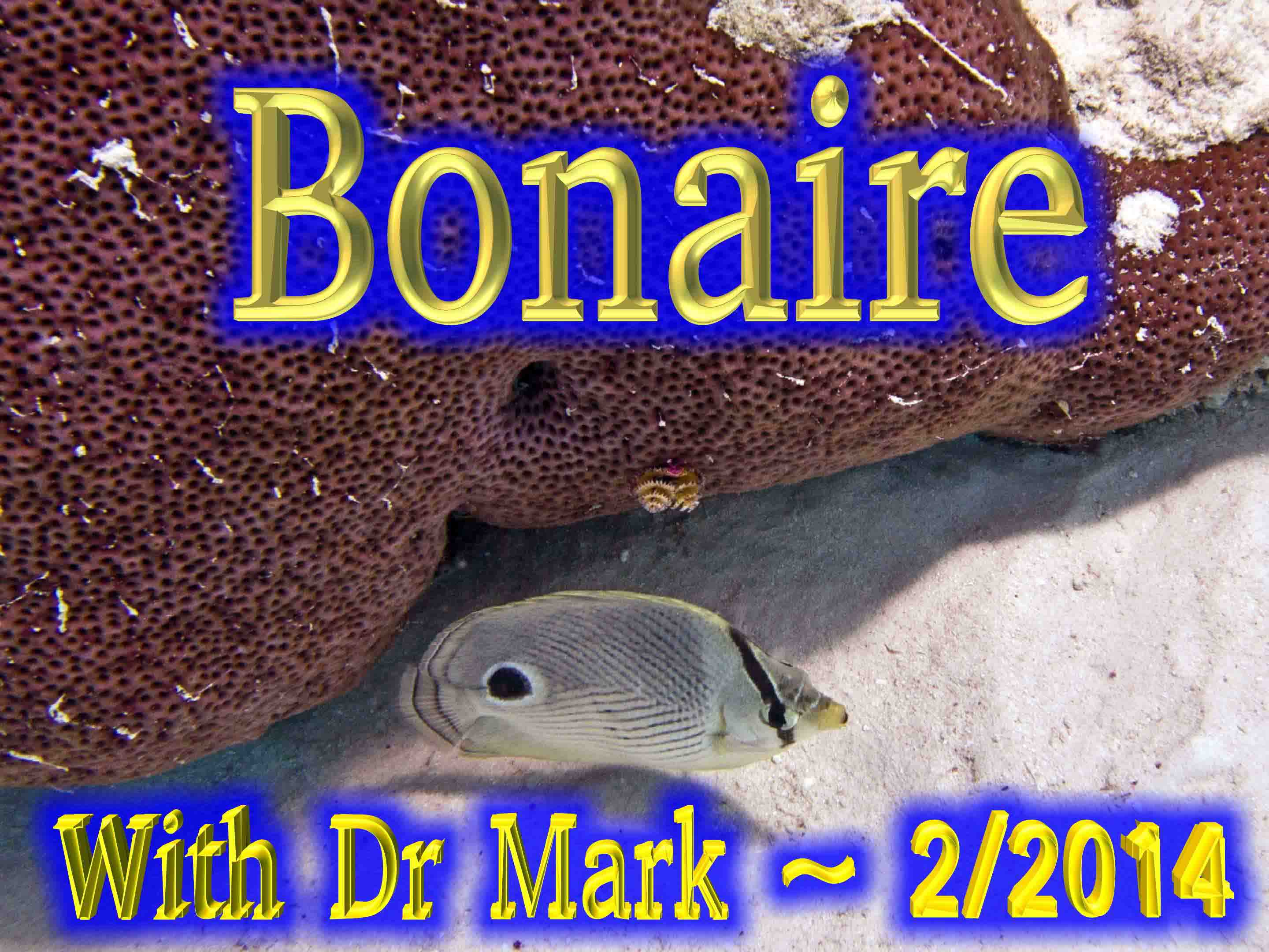 Bonaire 2-20-14