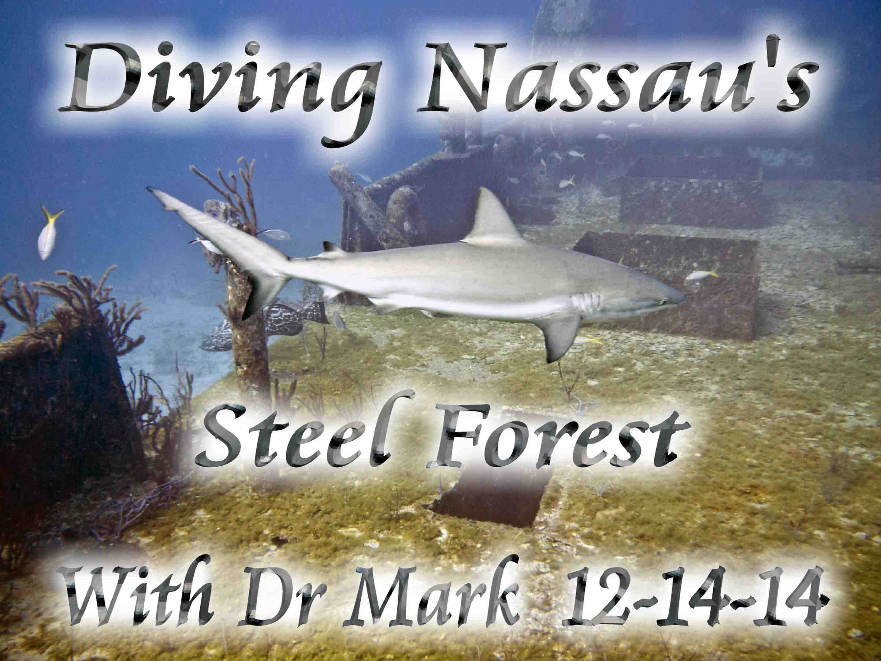 Nassau Steel Forest 12-14-14